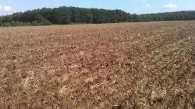 Preocupación en la producción: una extensa sequía afecta cultivos y ganadería en Salta  