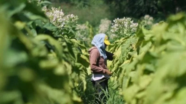 Una buena para el sector tabacalero: asistencia económica por más de $134 millones 