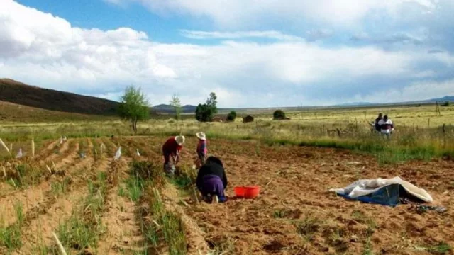 Pandemia y agricultura familiar: el impacto en las cadenas productivas de Jujuy