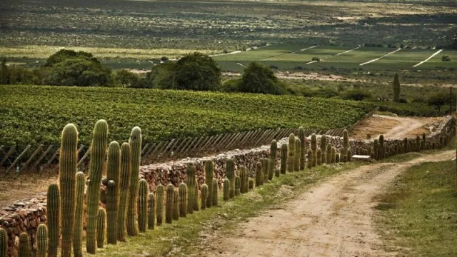 Desde un enfoque digital, Wines of Argentina profundiza el posicionamiento mundial del Vino Argentino