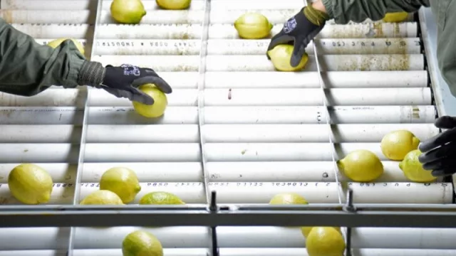 Fuerte impacto por la suspensión de exportación de limón a la Unión Europea 