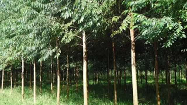 Buscan promover las inversiones foresto industriales en el Norte de la provincia