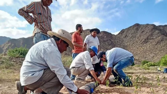 Con la incorporación de tecnología de riego logran importantes mejoras en la producción de pimiento para pimentón