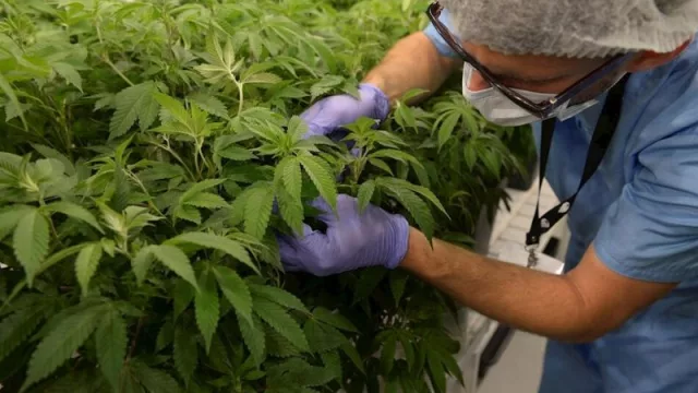Uruguay es muy competitivo en la producción de cannabis medicinal (jugador clave en la exportación mundial)