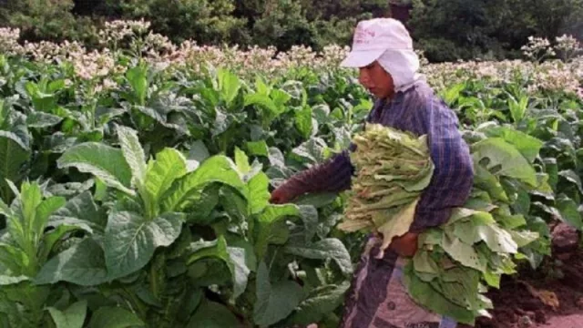 Más de 7.600 trabajadores rurales temporarios comenzarán a cobrar el programa Intercosecha