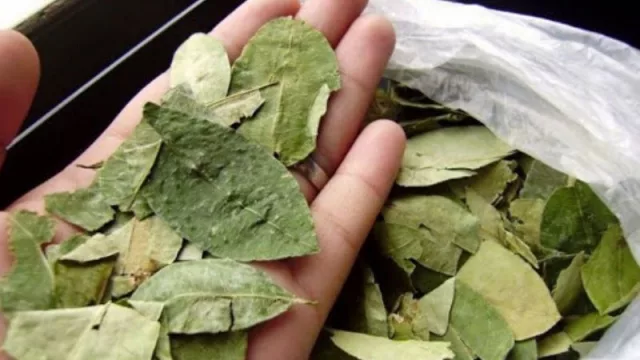 ¡Legalícenla! Piden la legalización del cultivo y la comercialización de hojas de coca
