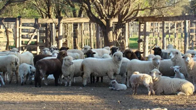 Ofrecen fondos no reintegrables para proyectos de cría de ganado ovino y caprino