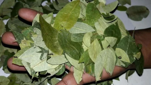 Una buena para los “coqueros”: buscan regular el ingreso de hojas de coca, que hoy cuestan hasta $15.000 el kilo