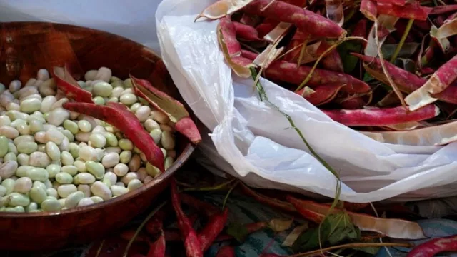 ¿Jujuy? ¡con porotos! El cultivo que gana cada vez más terreno en el norte argentino  