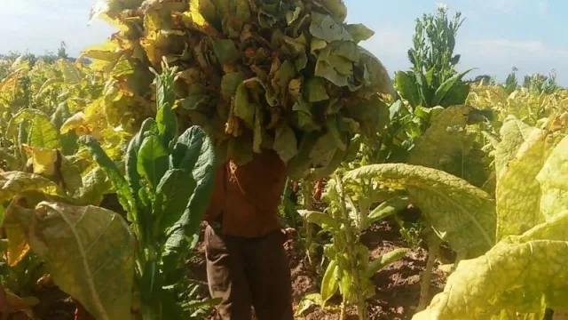 Tabacaleros preocupados por los efectos de la cuarentena: dejaron de recibir $ 700 millones del FET y las ventas caen