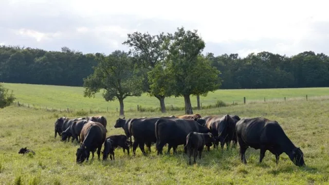 Preocupa a ganaderos paraguayos la merma en la faena en plena seca y cuarentena