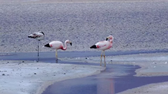 El flamenco altoandino, una prueba de que la producción minera en Salta es sustentable