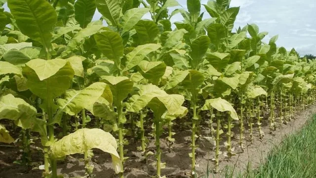 Inquietud en el campo tabacalero: el estado jujeño quiere calmar las aguas