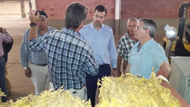 Arrancó el acopio de tabaco en Salta, y la Coprotab lo hizo con visitas