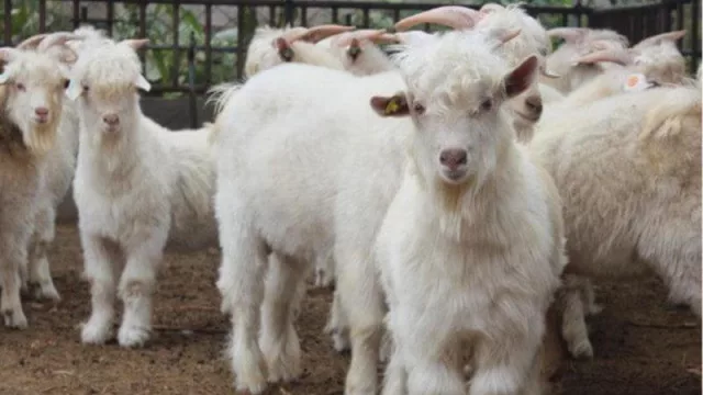 Se instrumenta un plan de incentivo para los productores de la fibra “premium” cashmere