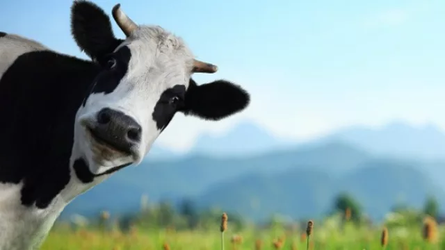 Datos del campo (para gente de ciudad): hay más argentinos que vacas, la siembra ocupa sólo 20% y 69% es explotada por dueños