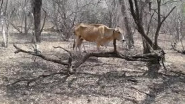 La sequía se hace sentir en el norte, y analizan declarar la emergencia