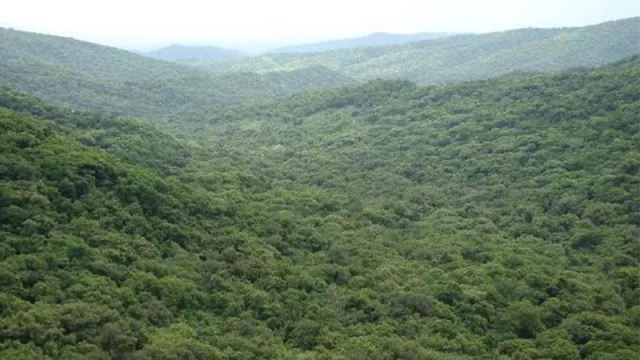 Si tenés un campo, podés presentar un proyecto de manejo y conservación de Bosques Nativos