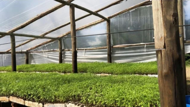 El cannabis medicinal revoluciona el mercado (una empresa espera US$ 4 M en 5 años)