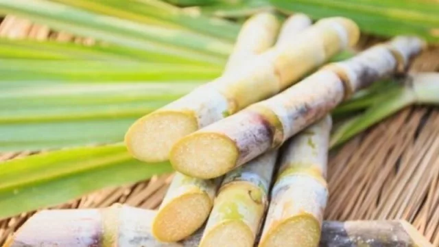 Luego del congreso, Tucumán ahora se alista para la Ruta de la Caña de Azúcar