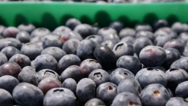 Un nuevo mercado: el arándano tucumano y una inminente exportación a China