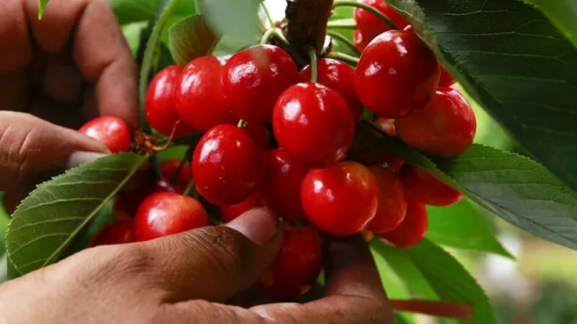 Las “cherry” van de postre: las cerezas consolidan su potencial exportador