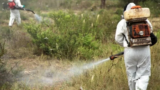 En alerta por la langosta: ahora realizarán monitoreos intensivos en la frontera con Bolivia