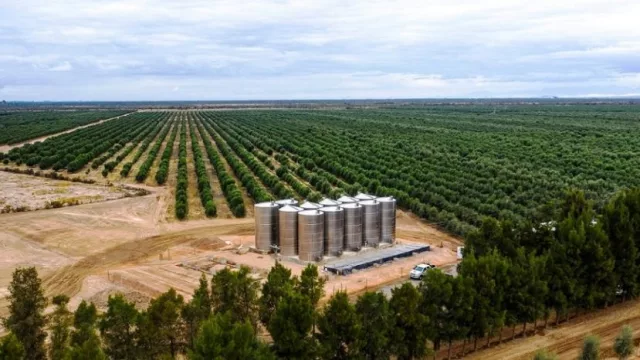 Solfrut ingresa al negocio de pistacho con una inversión de u$s 4 millones