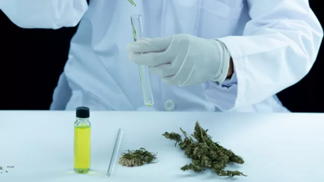 Cannabis medicinal: otorgan licencias para la producción e industrialización en Paraguay