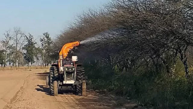 Se mantiene el alerta por la plaga de langostas, especialmente en Anta, Rivadavia, Orán y San Martín