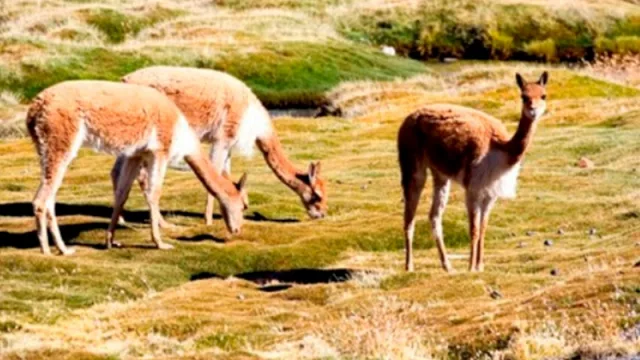 Promueven el uso sustentable de la vicuña para el desarrollo de las comunidades andinas