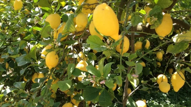 Producción frutícola: Jujuy busca reactivar una vieja planta de procesamiento en Yuto