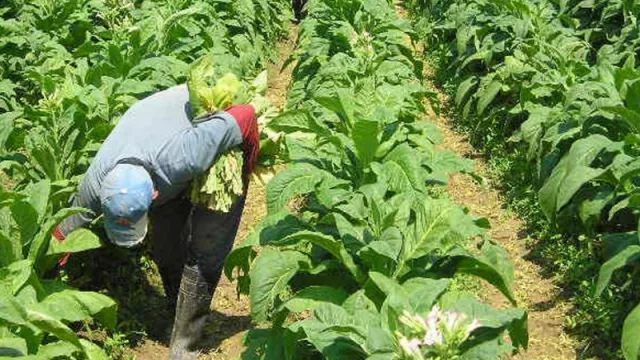 Por la proliferación de cigarrillos “truchos”, los tabacaleros esperan una caída del Fondo Especial del Tabaco