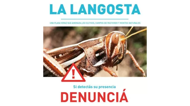 ¡Alerta con las langostas! Recuerdan a los productores rurales que deben denunciar su aparición