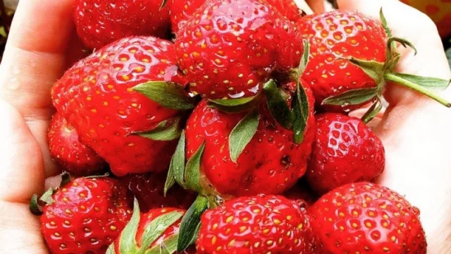 La frutilla del postre: Jujuy se suma al mercado regional del fruto rojo