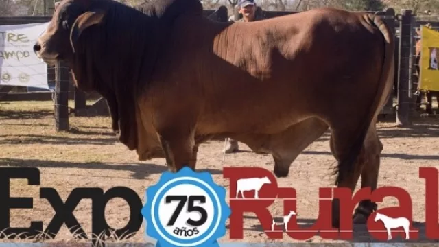 Se viene la 75º Expo Rural con fuerte presencia de la ganadería y un aporte comprometido del sector comercial