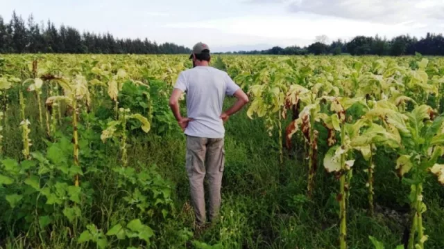Tabacaleros jujeños: Programa de Financiamiento de Fertilizantes e Insumos