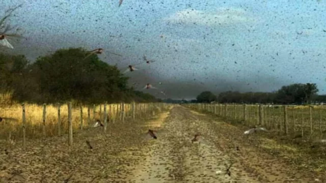 Volvieron a aparecer mangas de langosta en Chaco, y en Salta ya planifican medidas preventivas