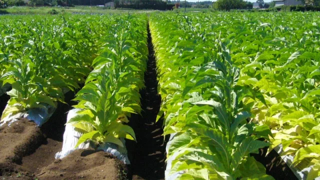 El sector tabacalero, optimista frente a nueva campaña productiva marcada por la crisis