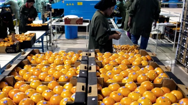 El Senado declaró la emergencia económica en el sector citrícola de Salta y otras cuatro provincias