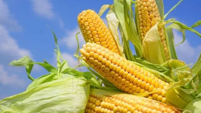 En la región los rindes de maíz siguen en tendencia positiva