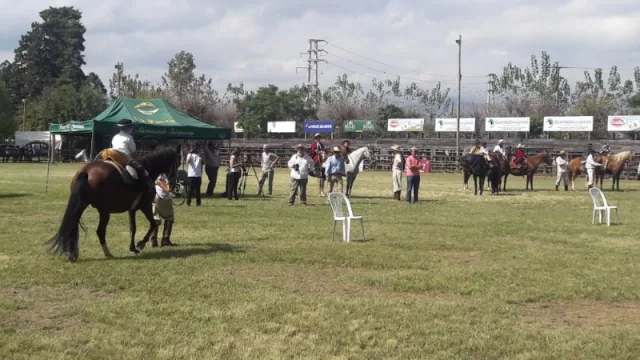 Desde hoy y hasta el domingo la Rural será una fiesta con los Caballos Peruanos de Paso