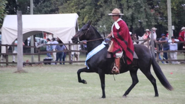 ¡A prepararse! Del 3 al 5 de mayo se hace el 38° Concurso Nacional de Caballos Peruanos de Paso
