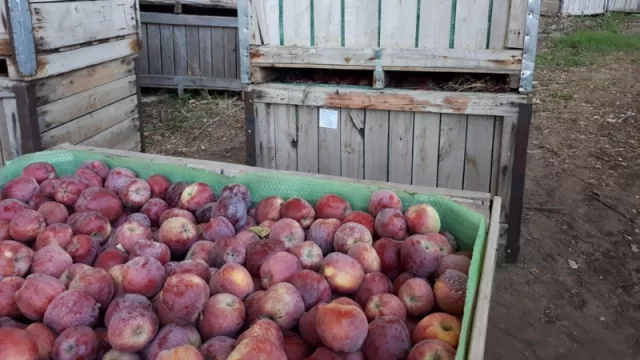 Reabrió el mercado de manzanas y peras con Brasil, pero la salida de fruta es lenta