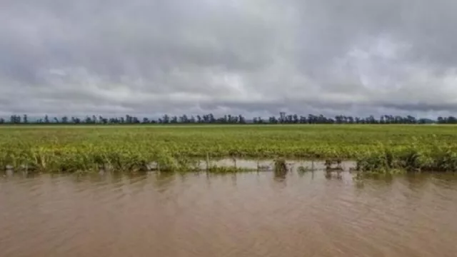 Las abundantes lluvias complicaron a los sojeros, aunque llevaron alivio a los ganaderos