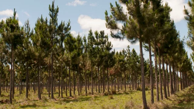 En Rosario de la Frontera dictarán una capacitación sobre promoción de plantaciones forestales