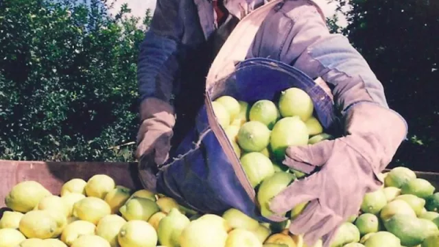 Mano a mano con la inflación: el salario de trabajadores del limón alcanzó suba histórica