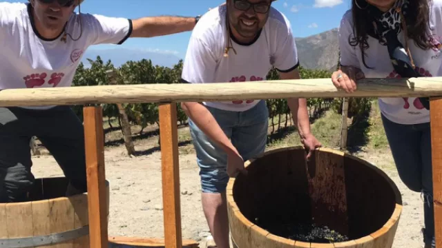 Enjoy the harvest: disfrutar de la experiencia de la Vendimia en Cafayate