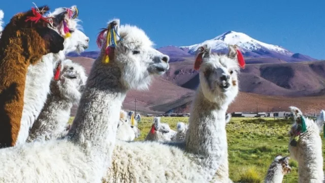 La Puna prepara una original exposición de camélidos bautizada “El futuro me llama”