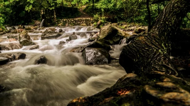 ¡Sentí el poder curativo de la naturaleza! Bosqueterapia en San Lorenzo